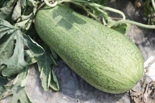 坐月子可以吃玉菇瓜吗 第3张 坐月子可以吃玉菇瓜吗 第3张